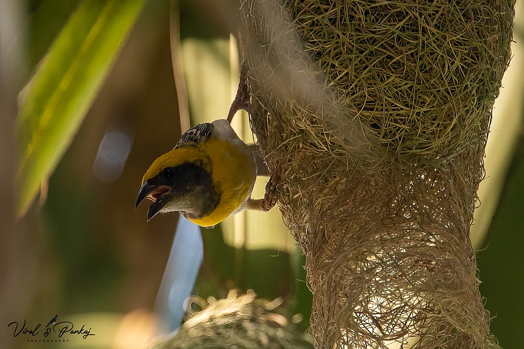 Baya Weaver