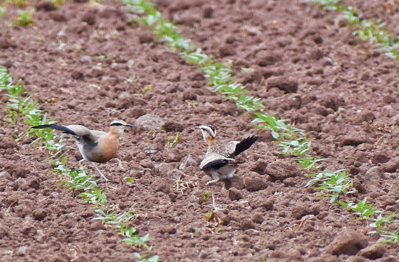 Indian Courser