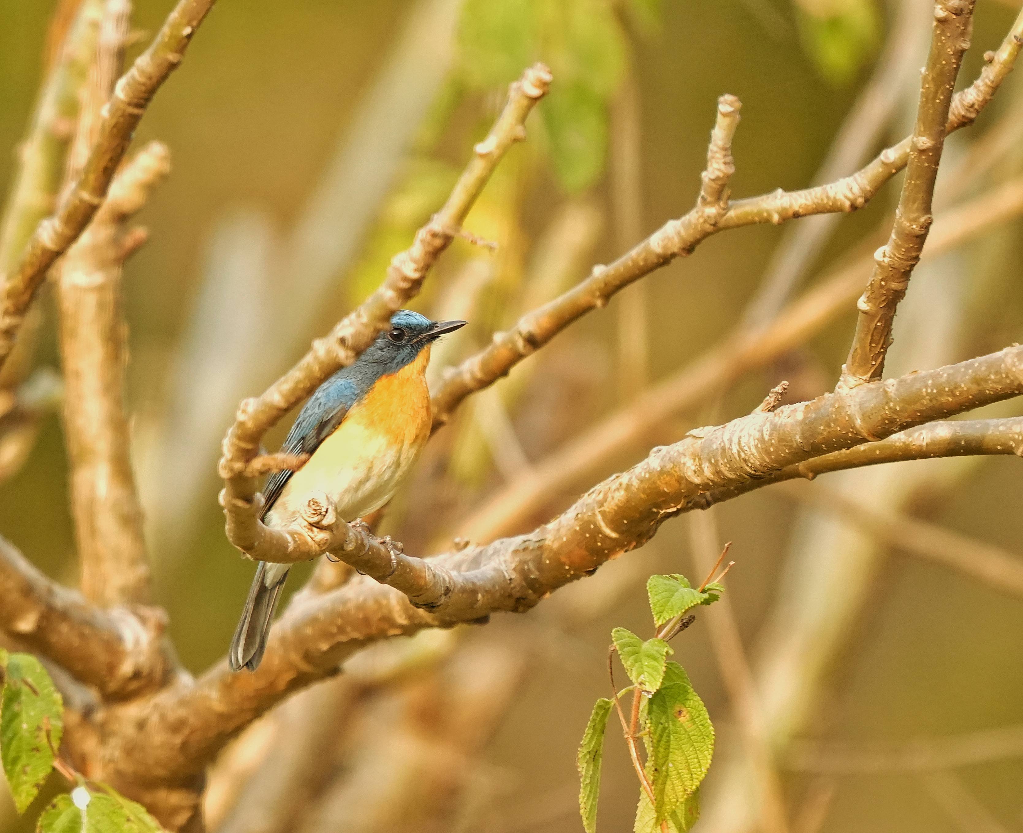 Tickell's Blue Flycatcher