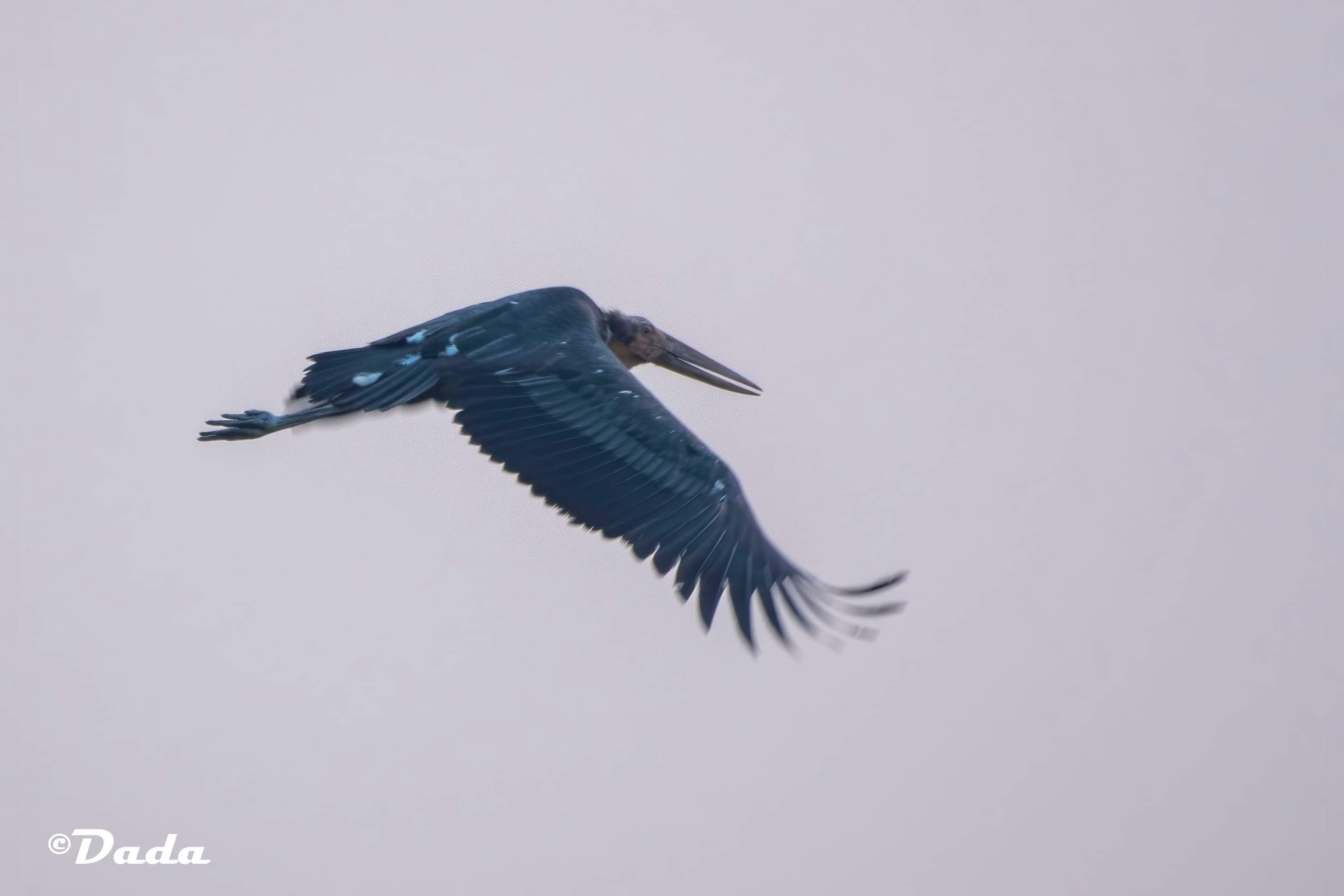Lesser Adjutant