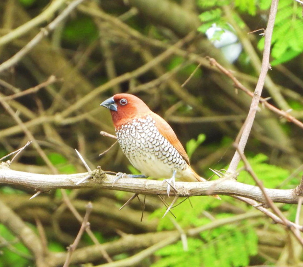Scaly-breasted Munia