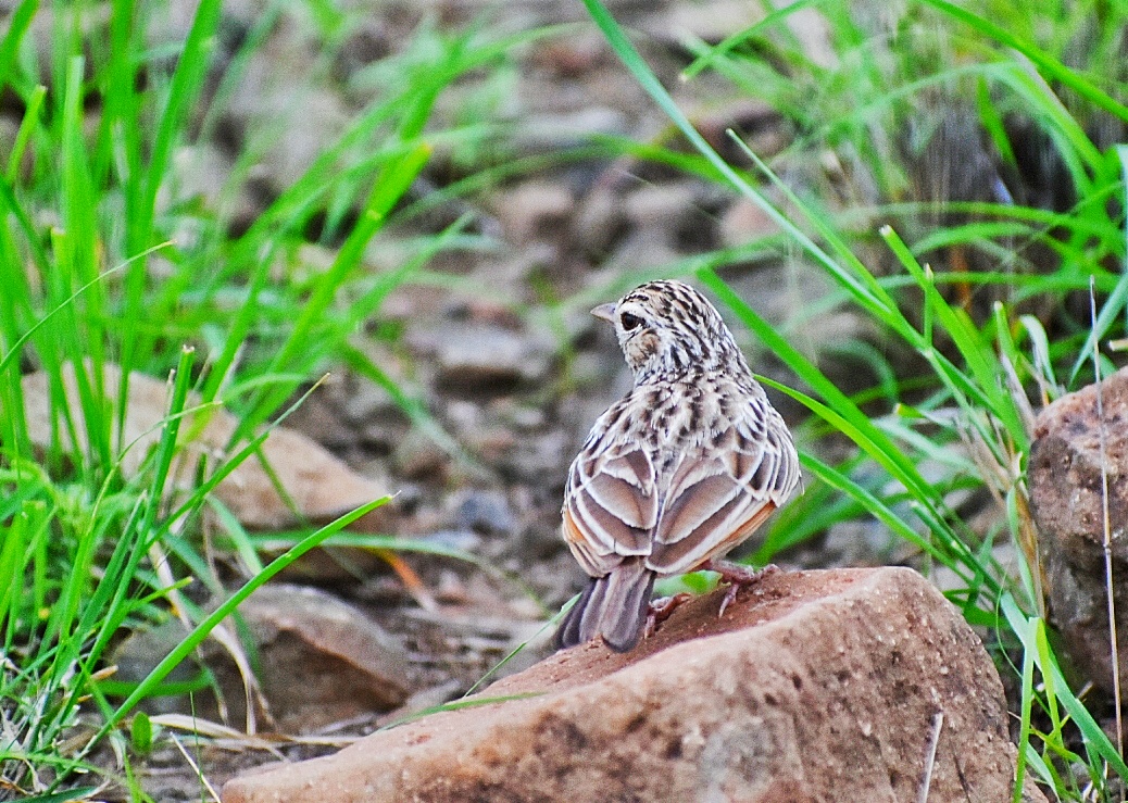 Indian Bush Lark