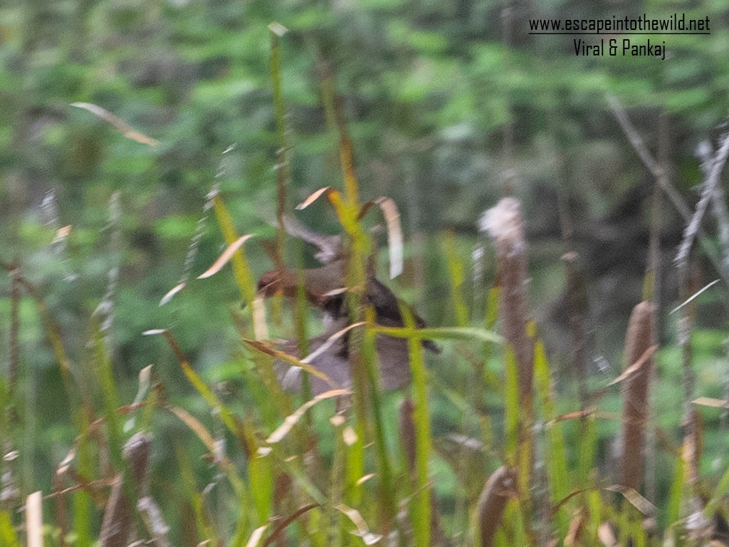 Ruddy-breasted Crake