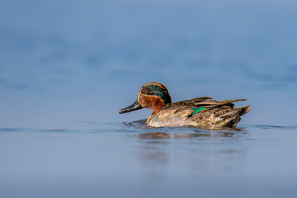 Common Teal