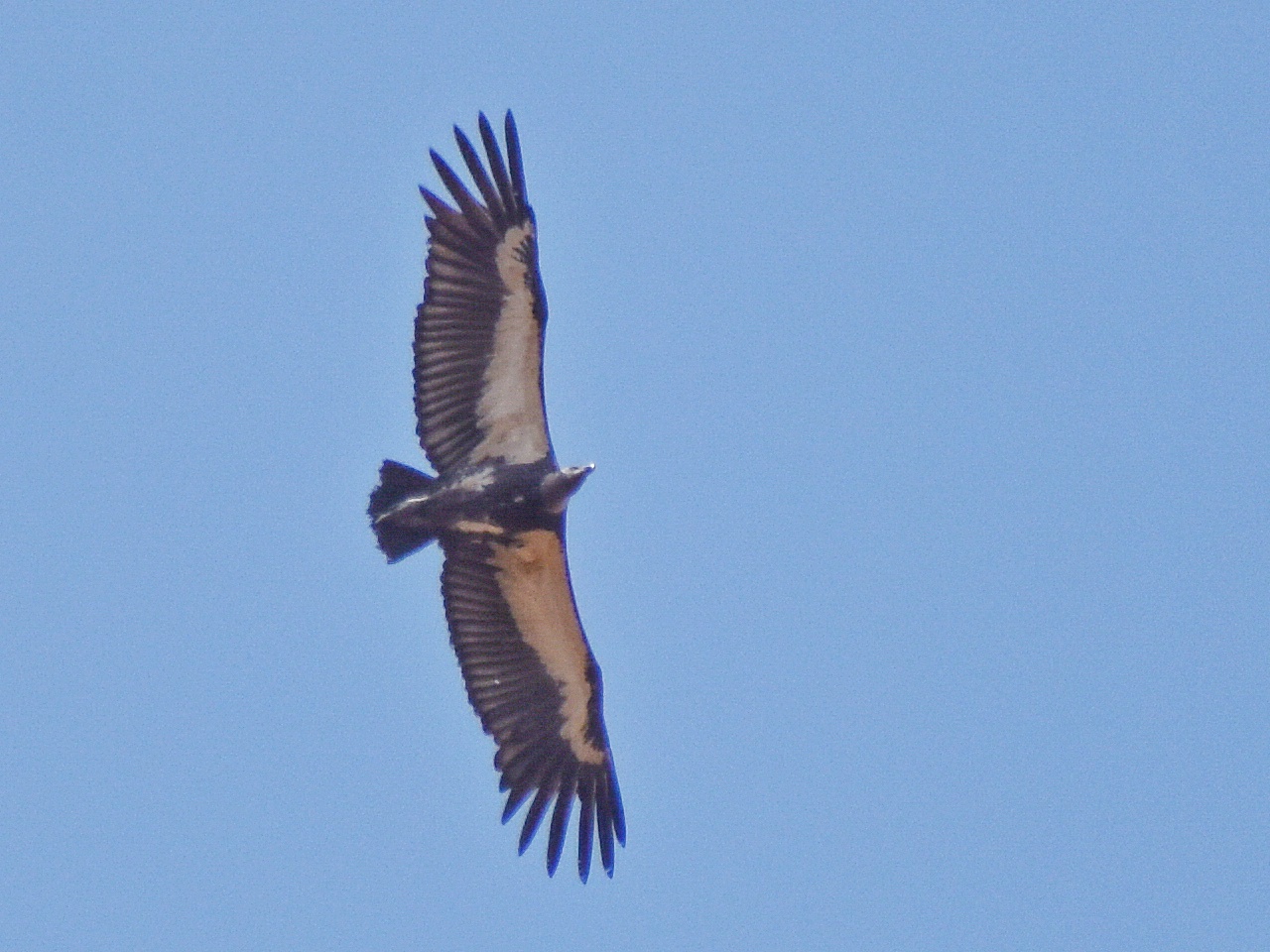 White-rumped Vulture