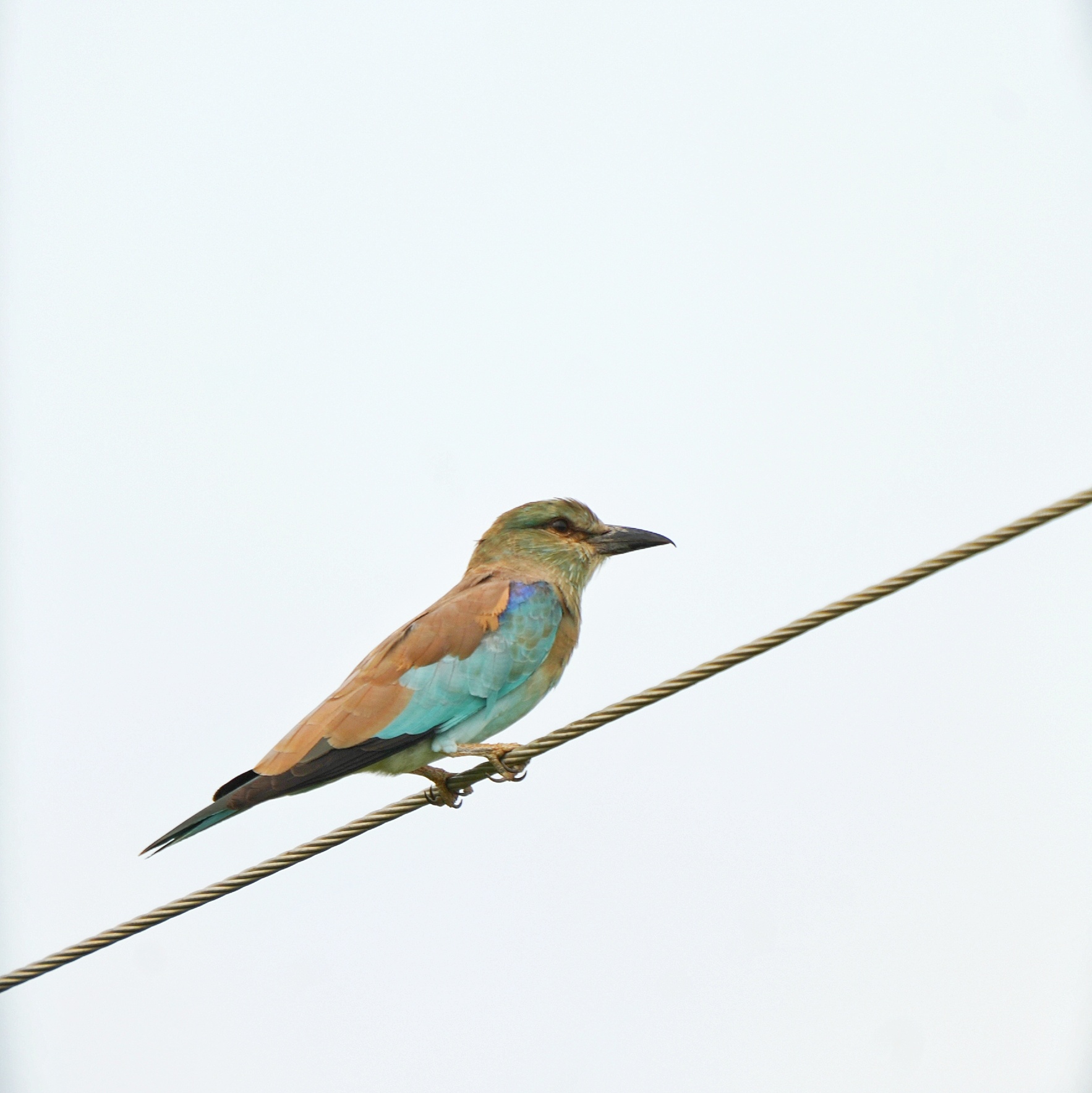 European Roller