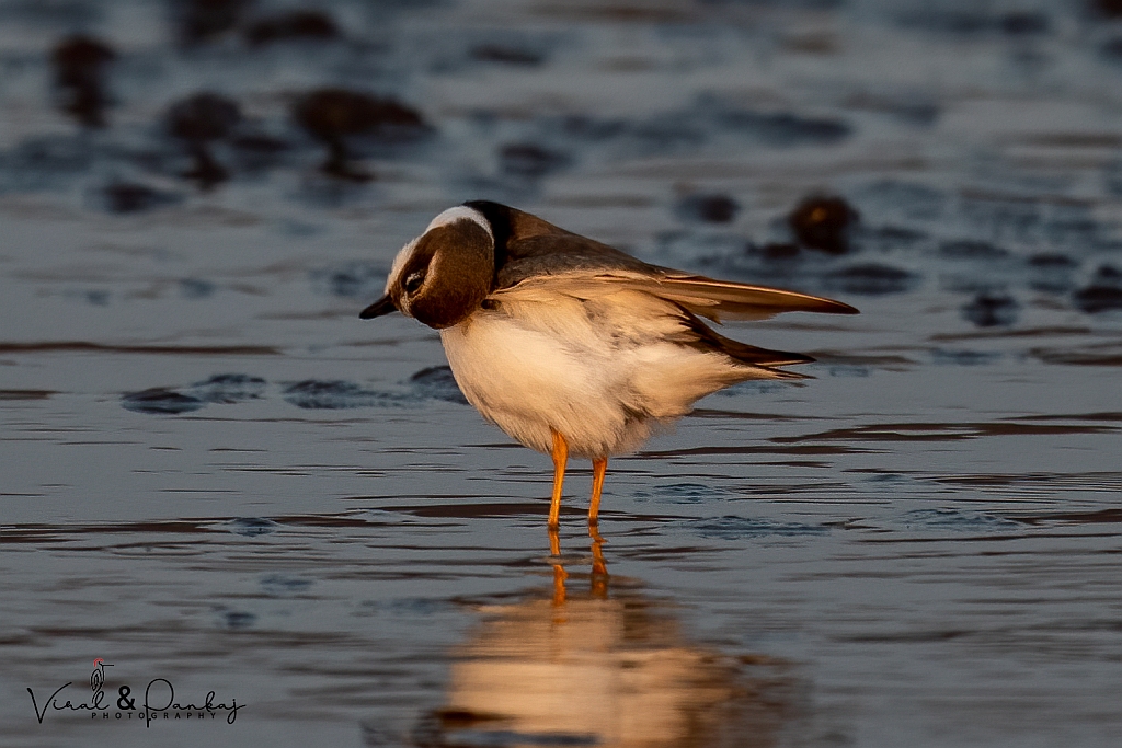 Common Ringed Plover