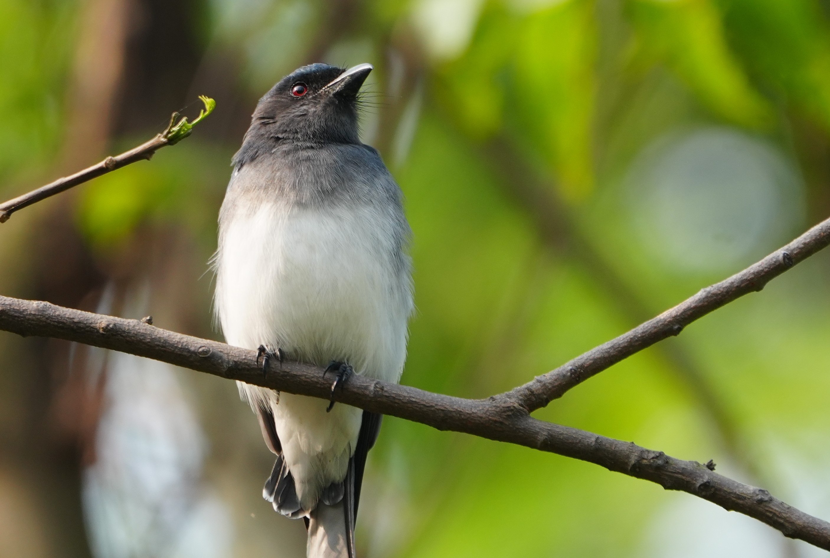 White-bellied Drongo