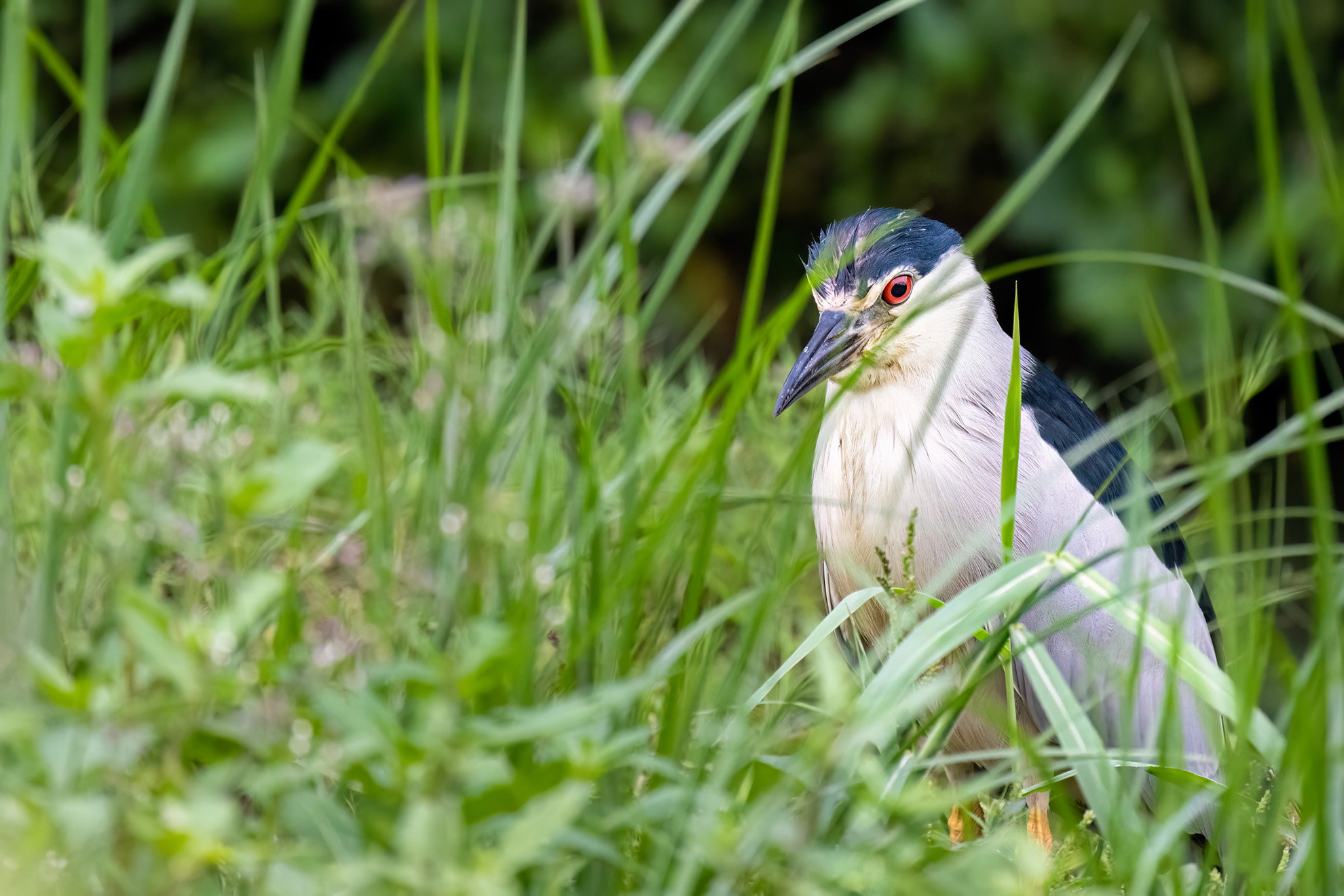 Black-crowned Night Heron