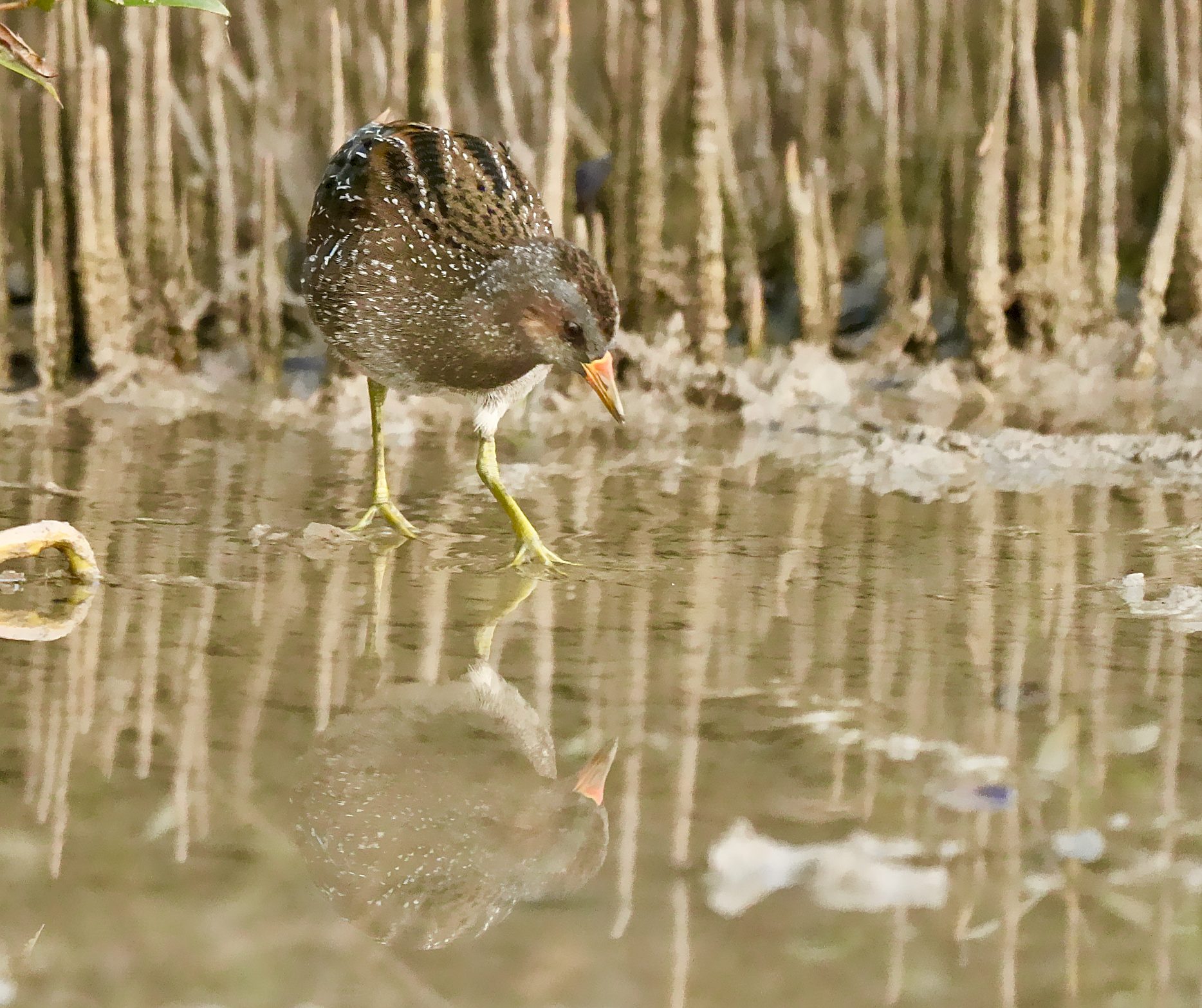 Spotted Crake