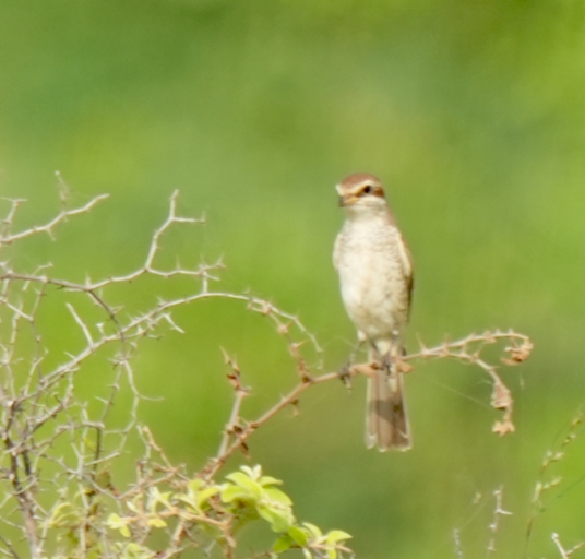 Red-tailed Shrike