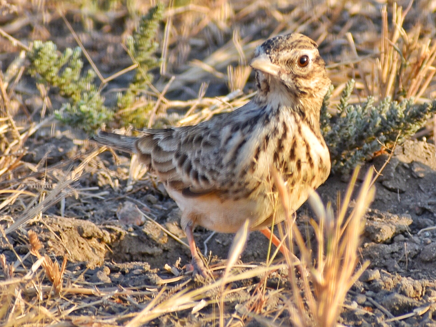 Sykes's Lark