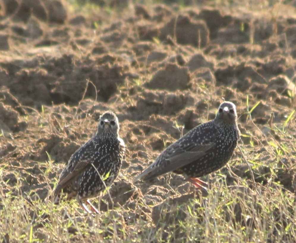 Common Starling