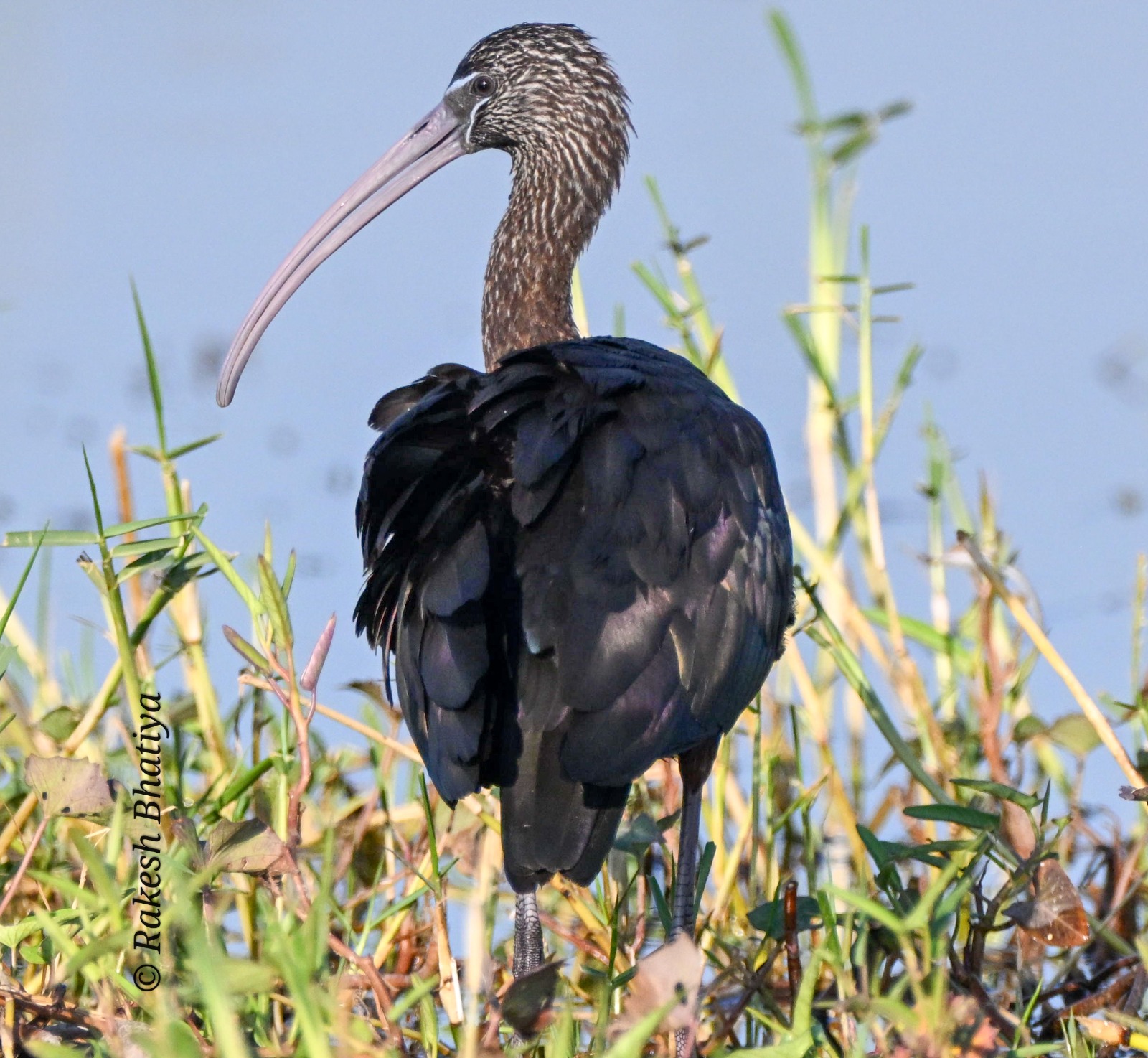 Glossy Ibis