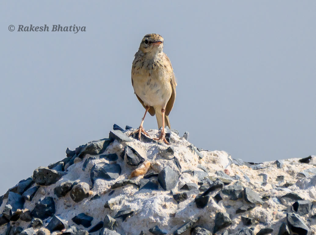 Tawny Pipit