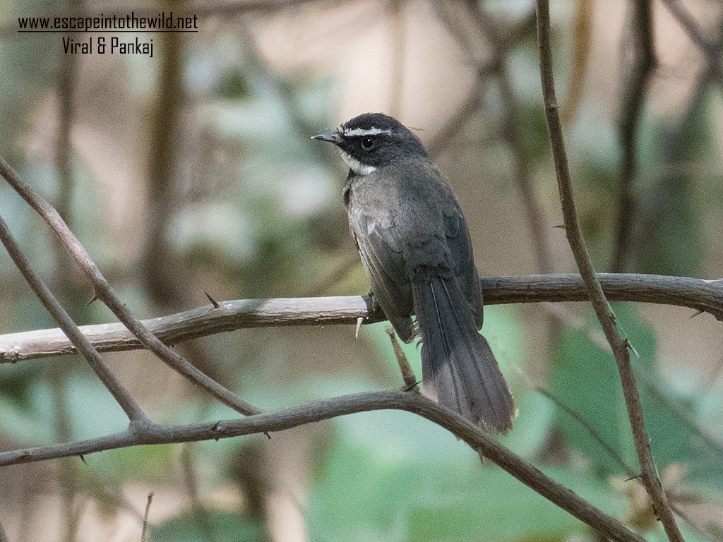 White-throated Fantail 