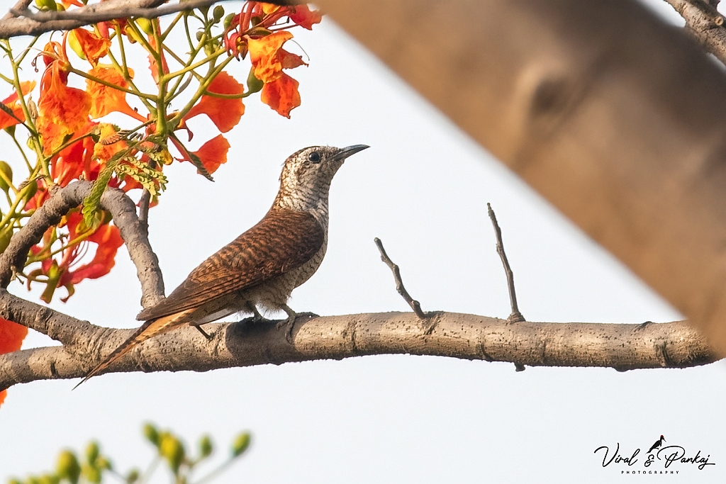 Banded Bay Cuckoo