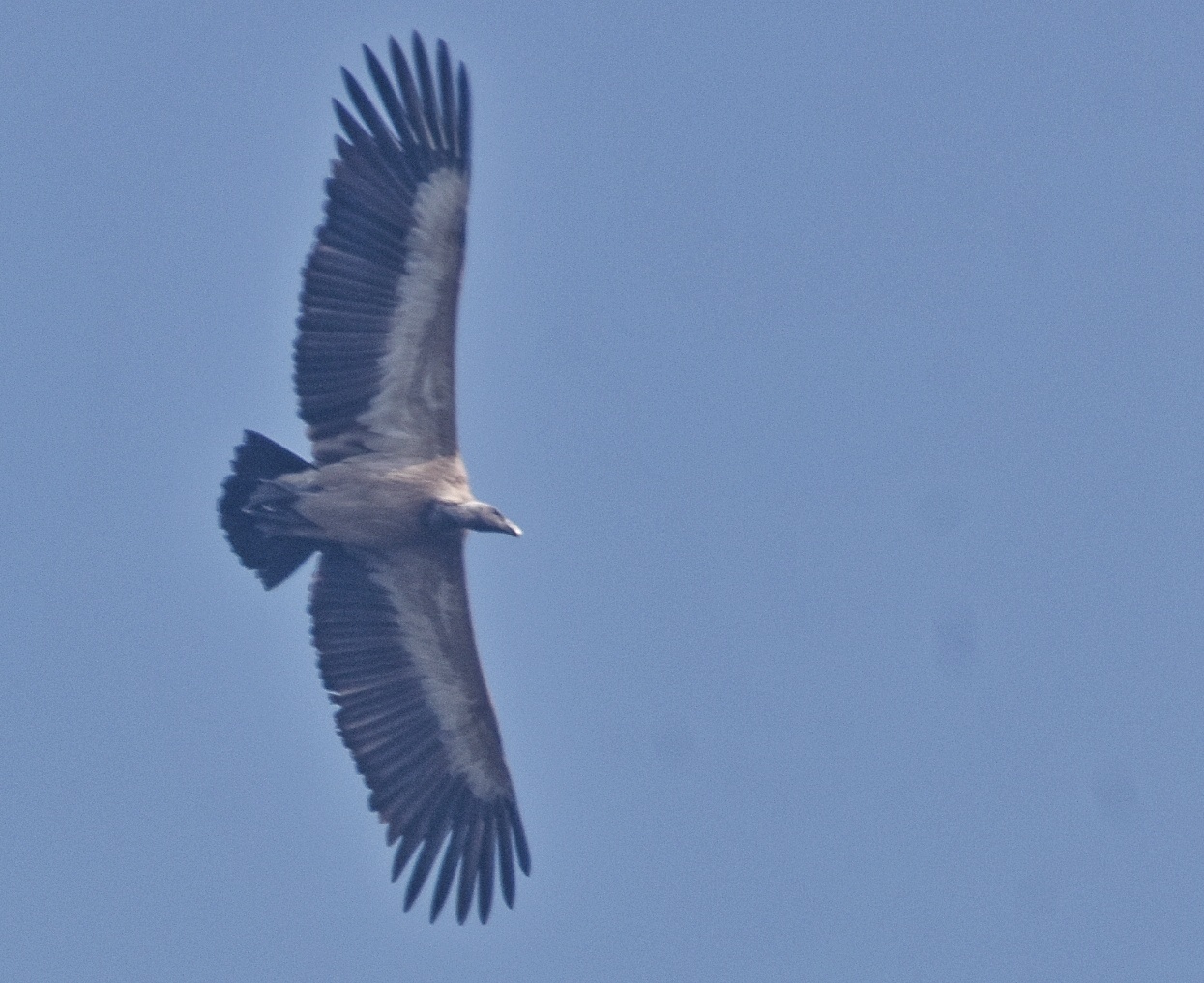 Long-billed Vulture