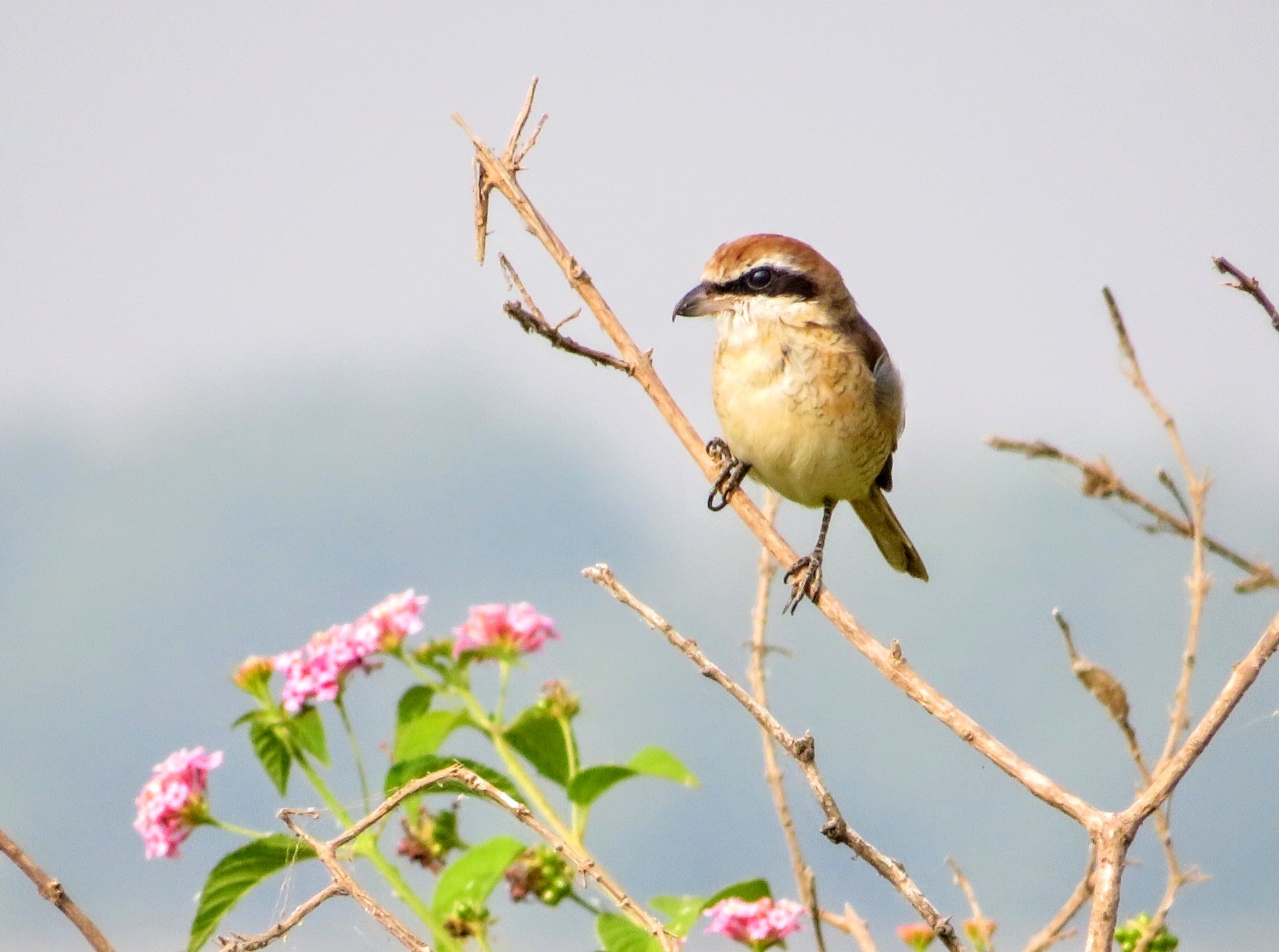 Brown Shrike