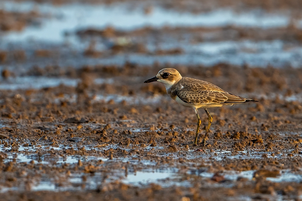 Greater Sand Plover