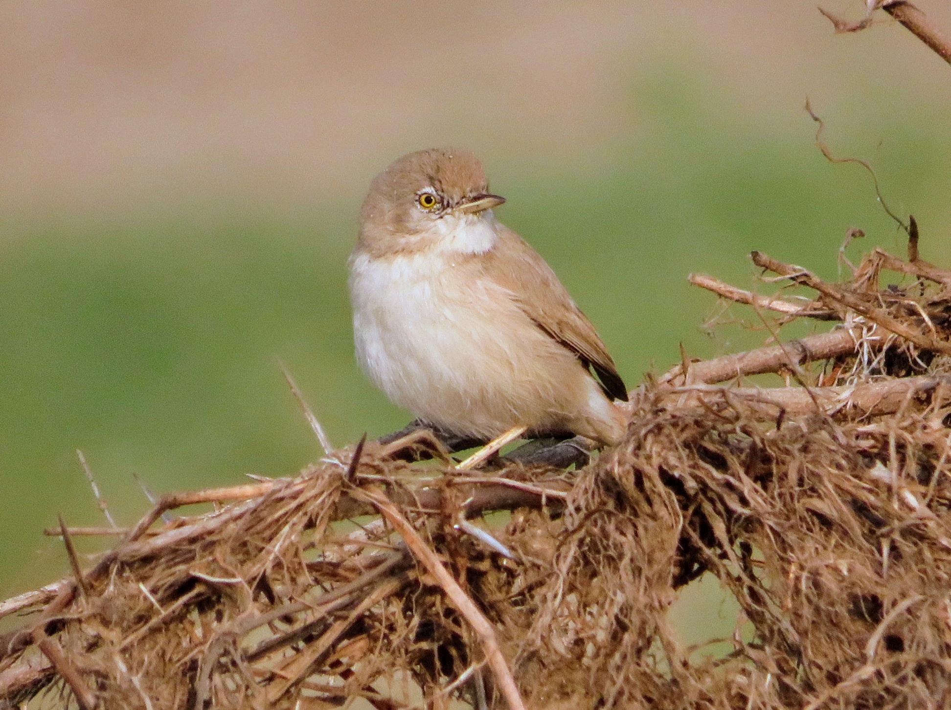 Asian Desert Warbler