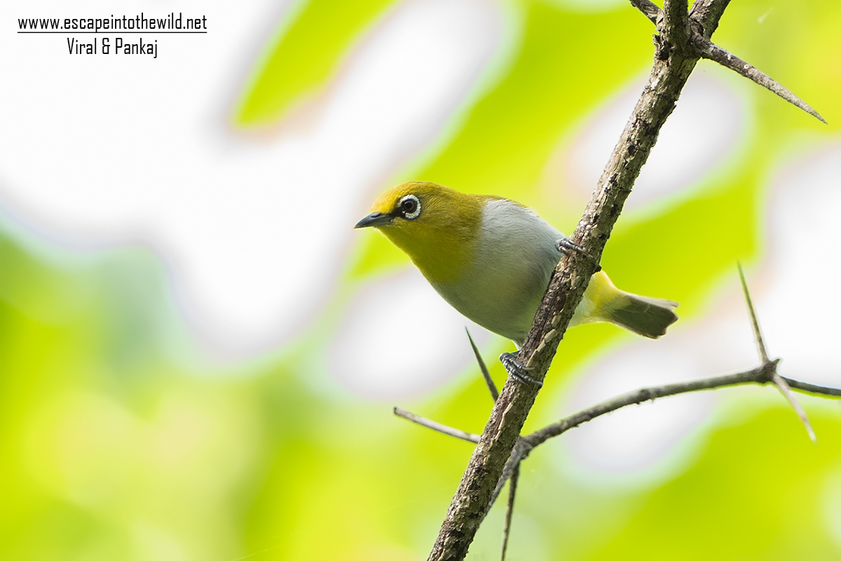 Oriental White-eye