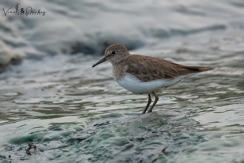 Temminck's Stint