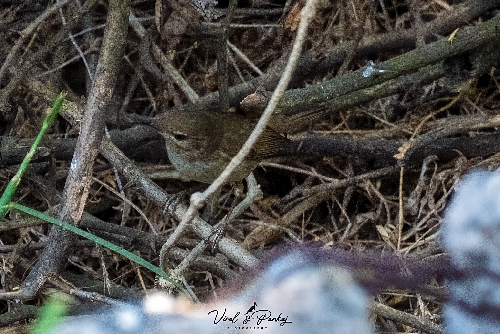 Blyth's Reed Warbler