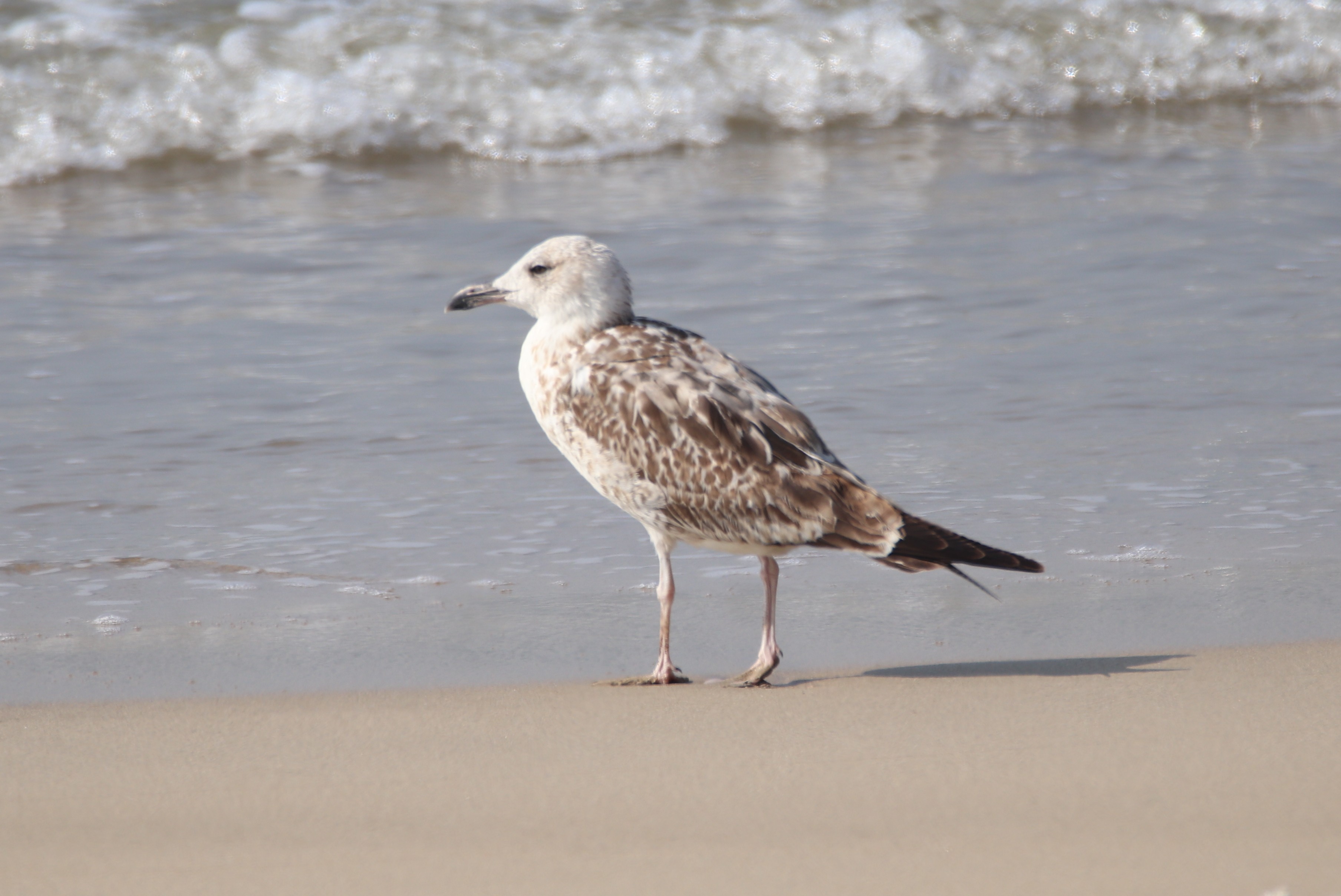 Caspian Gull