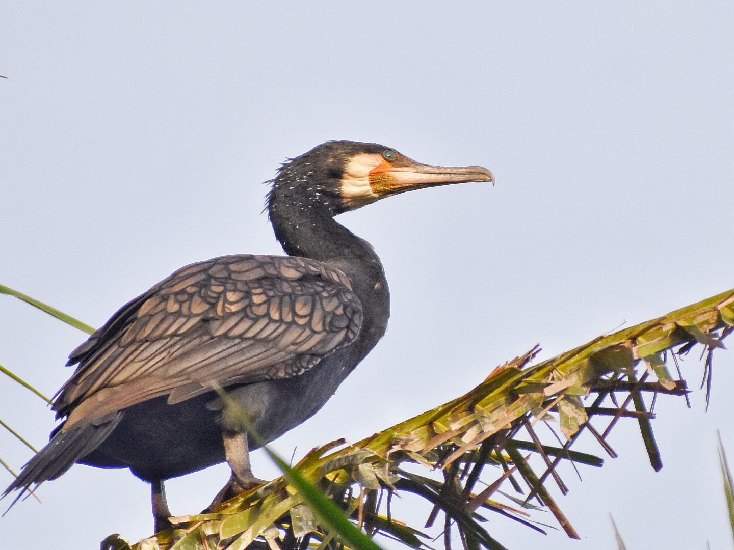 Great Cormorant