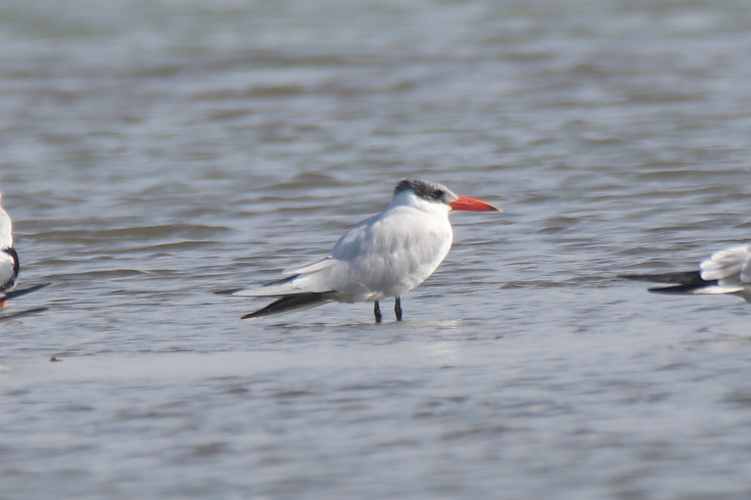 Whiskered Tern