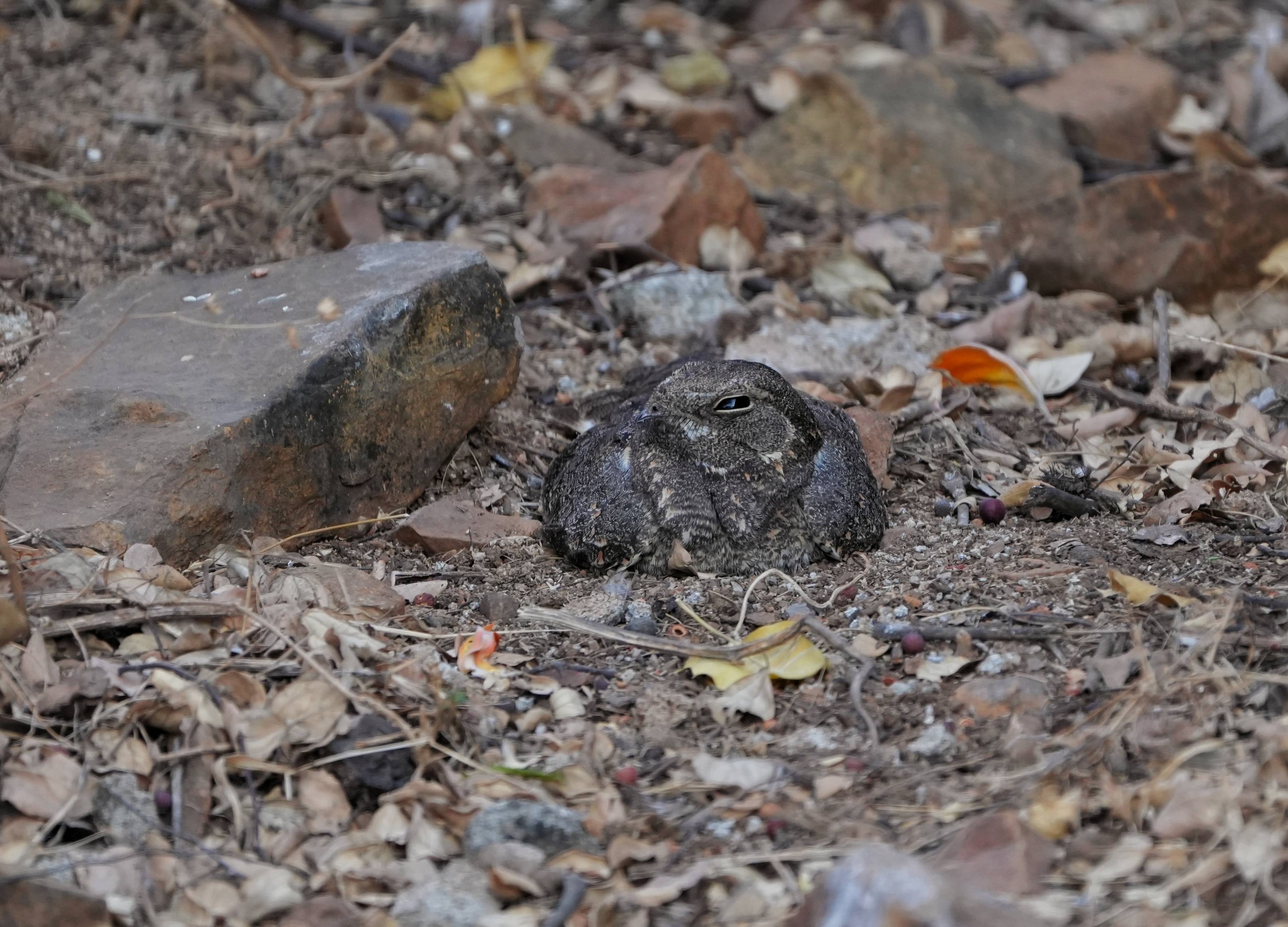 Savanna Nightjar