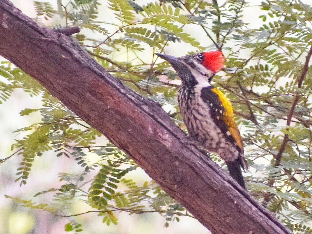 Black-rumped Flameback