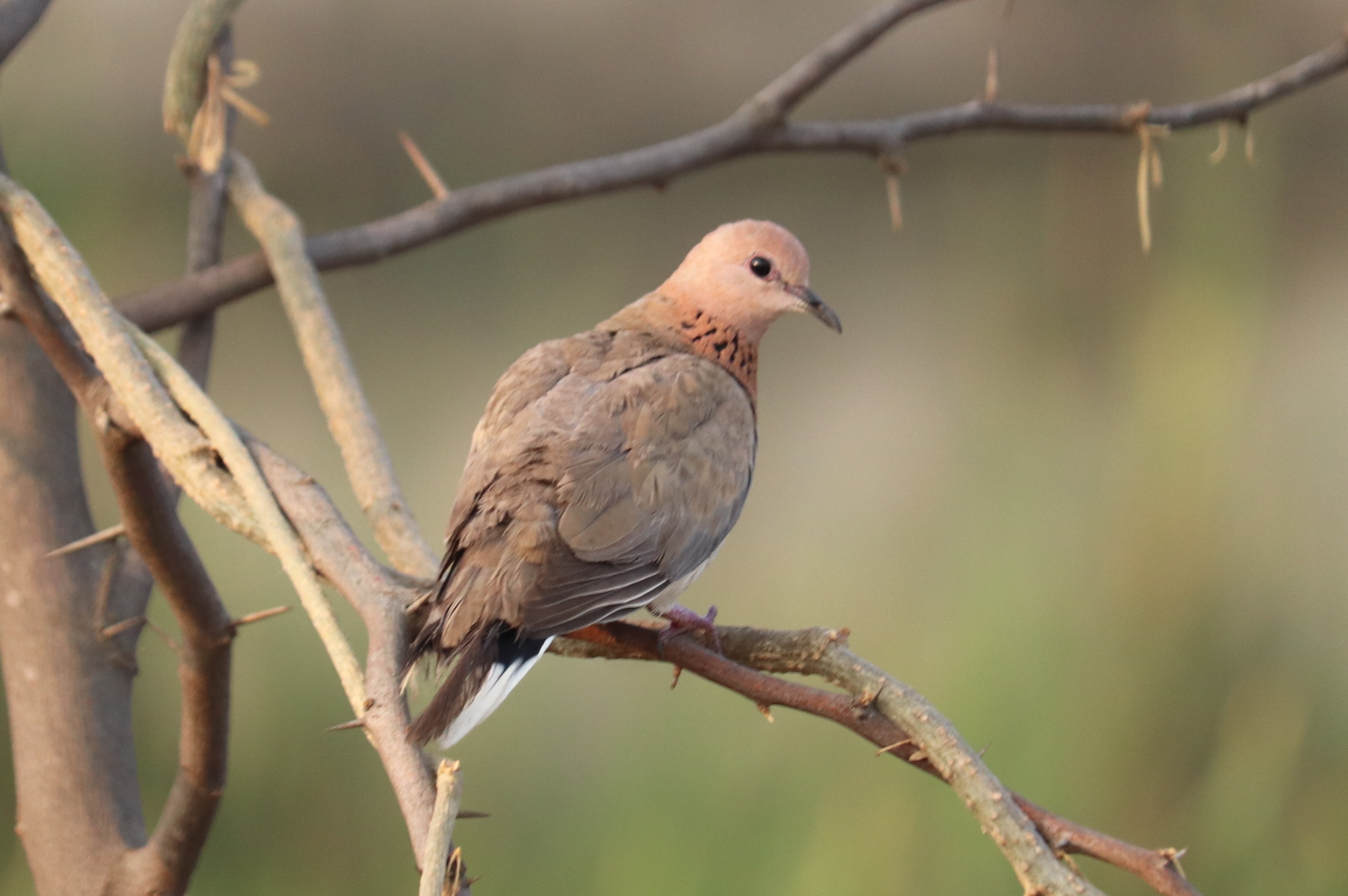Laughing Dove