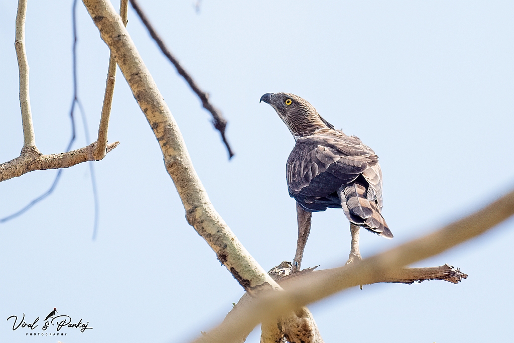 Changeable Hawk Eagle 