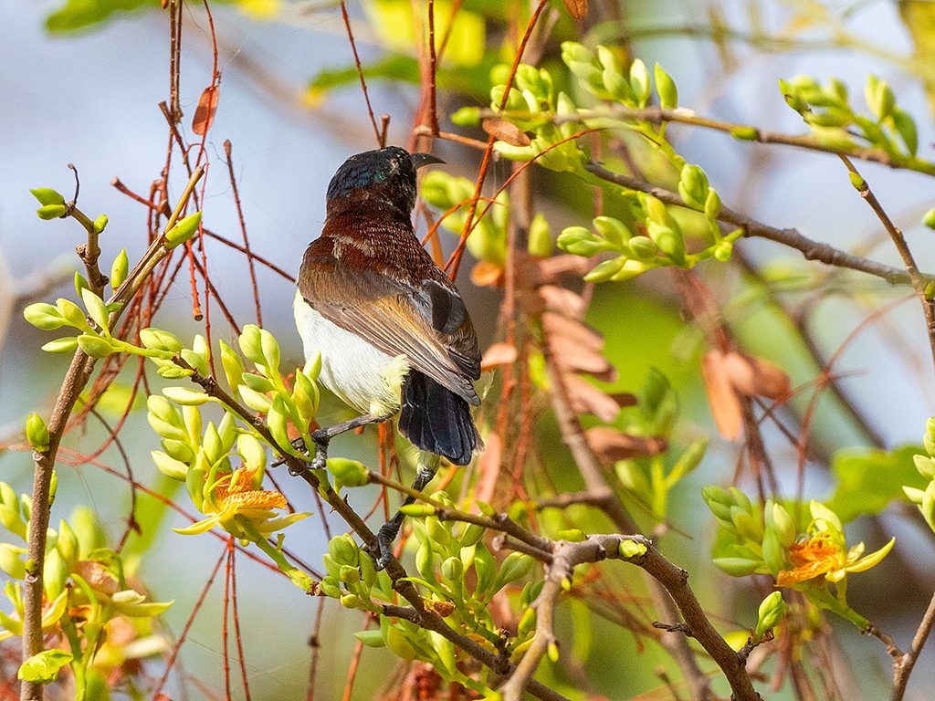 Purple-rumped Sunbird