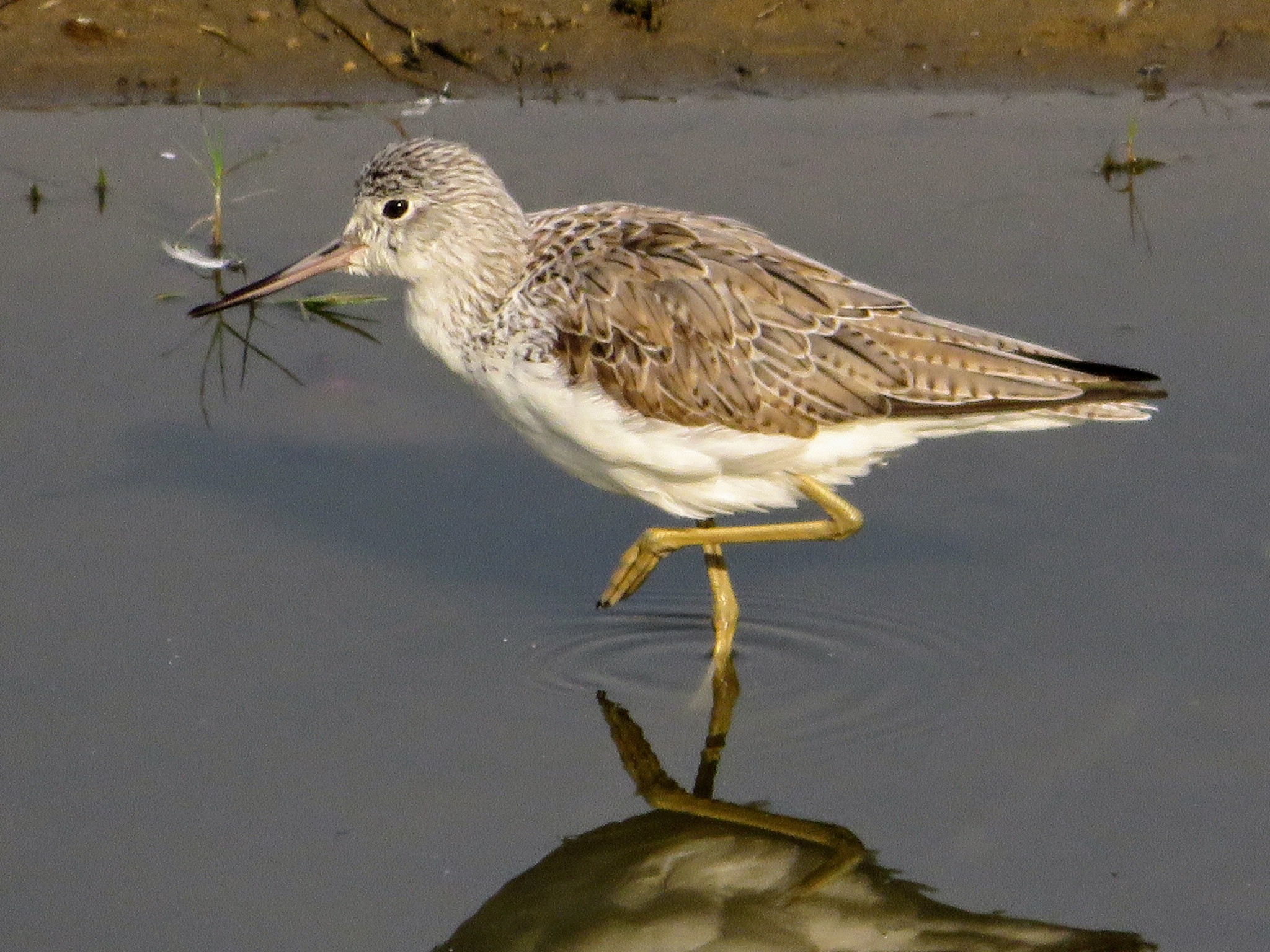 Common Greenshank