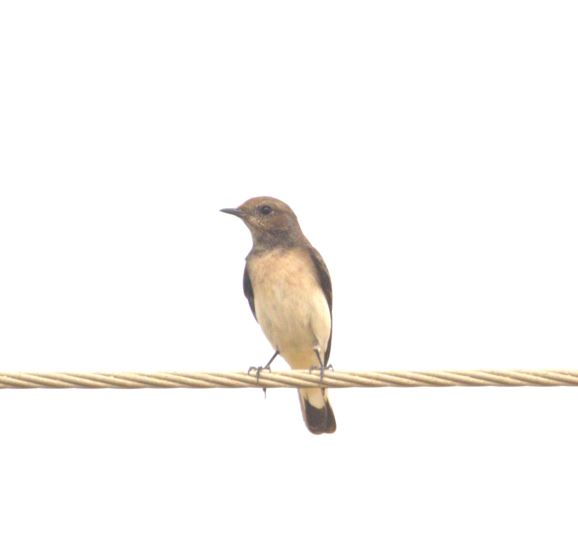 Variable Wheatear