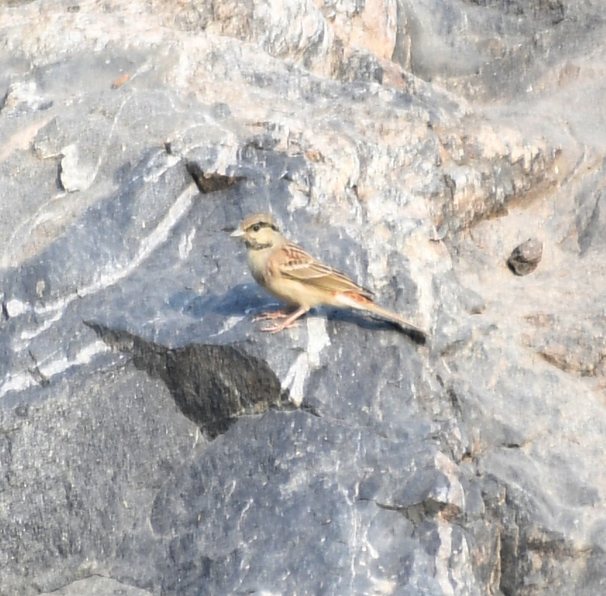 White-capped Bunting