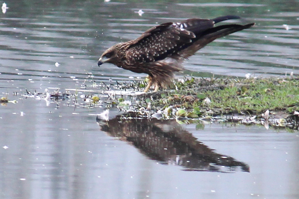 Black Kite