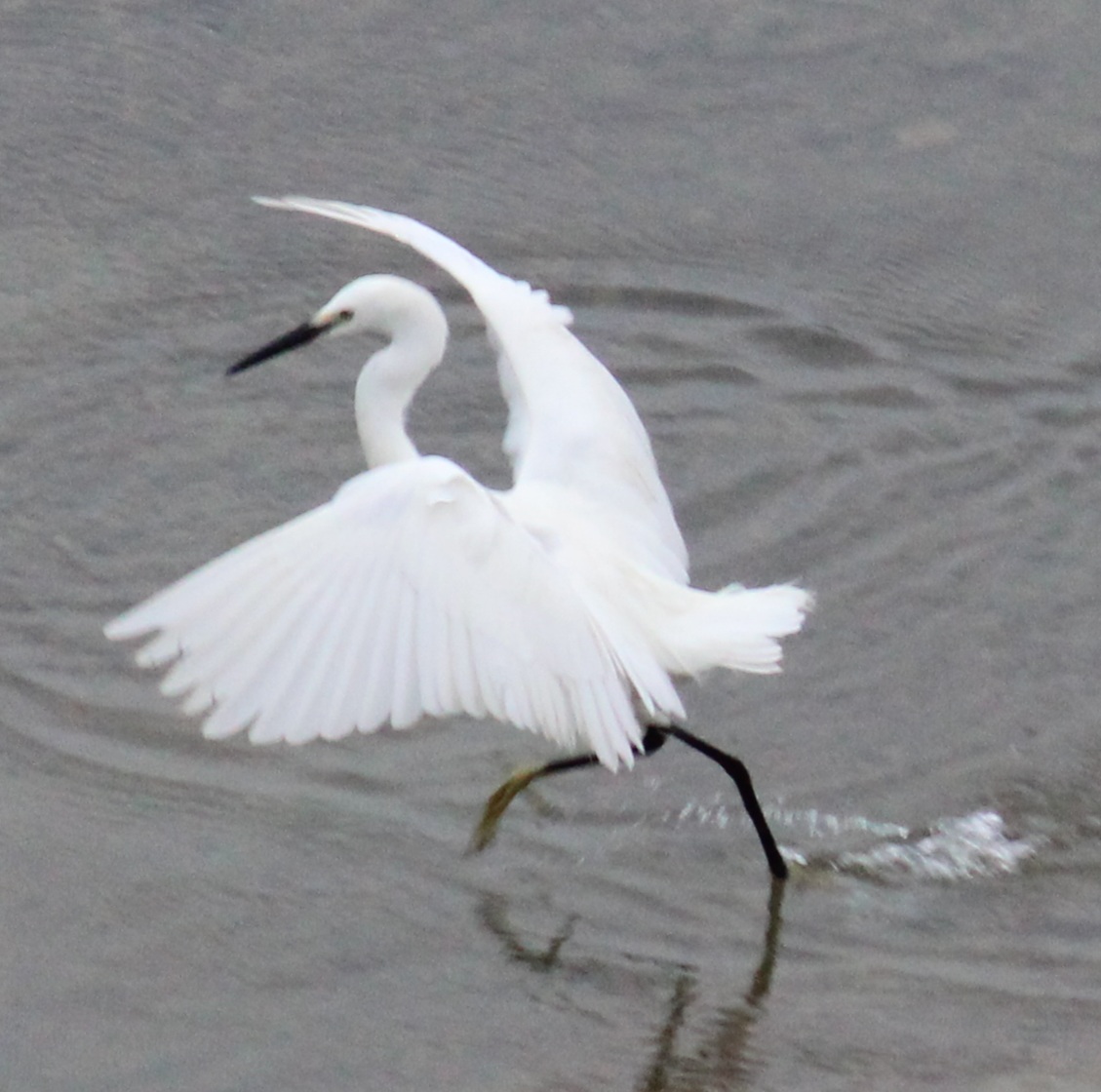 Little Egret