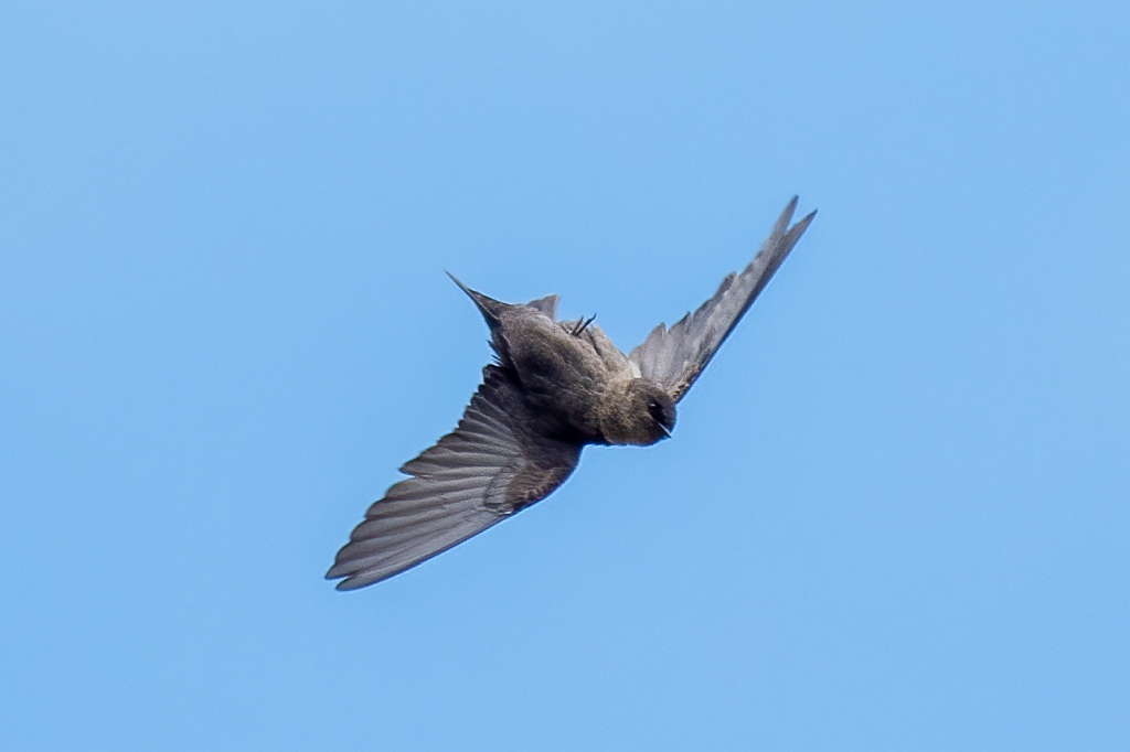 Dusky Crag Martin