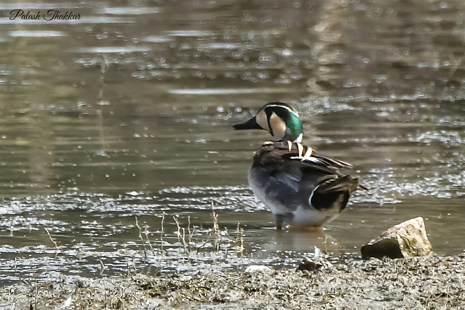 Baikal Teal 