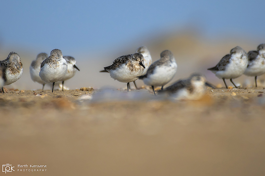 Sanderling