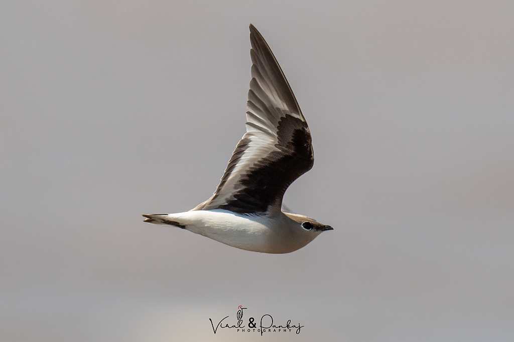 Small Pratincole