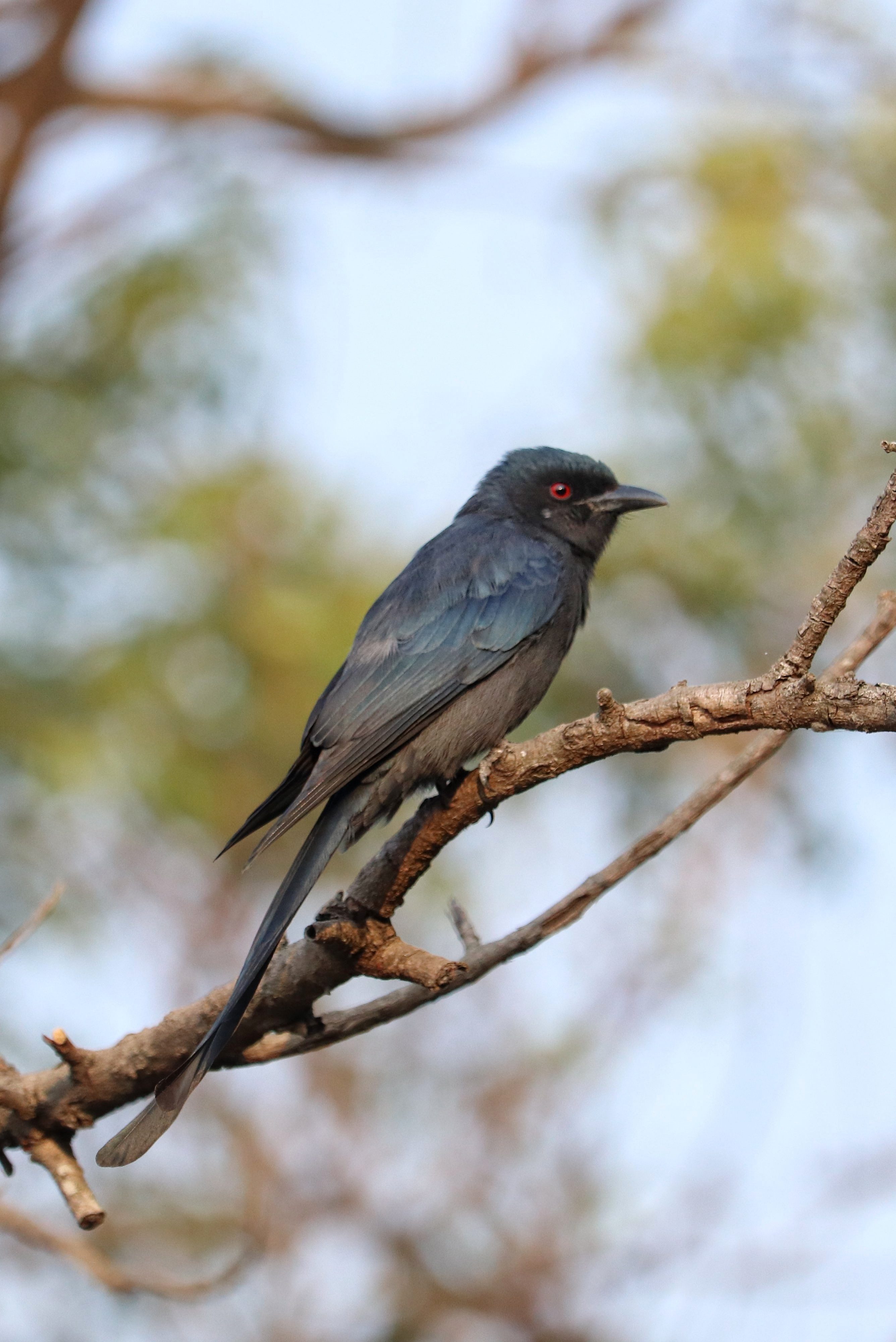 Ashy Drongo
