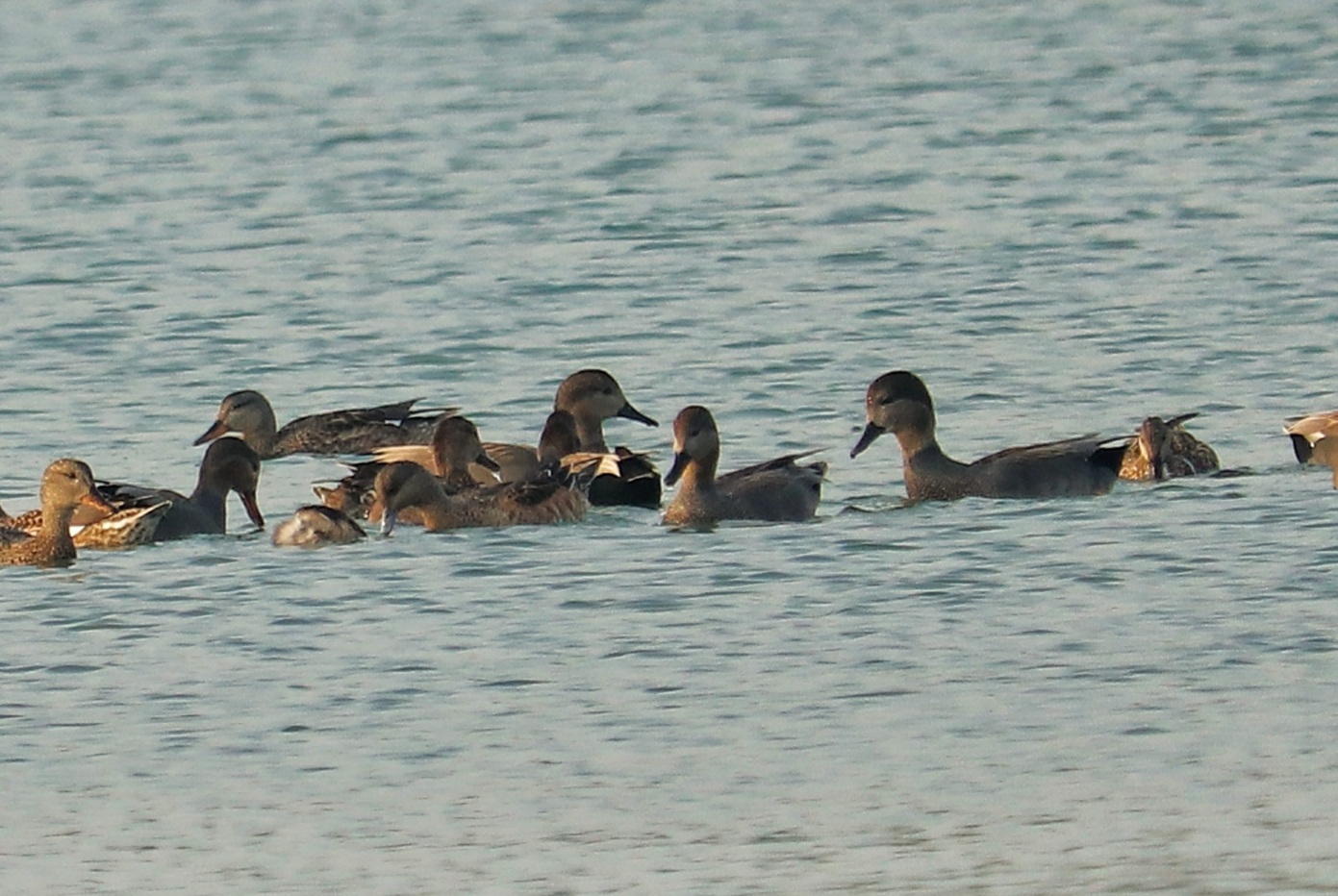 Gadwall