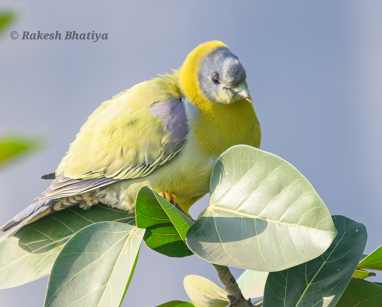 Yellow-footed Green Pigeon