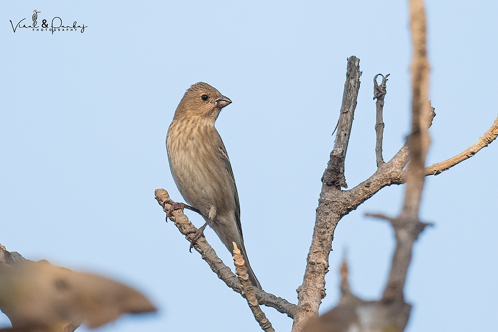 Common Rosefinch