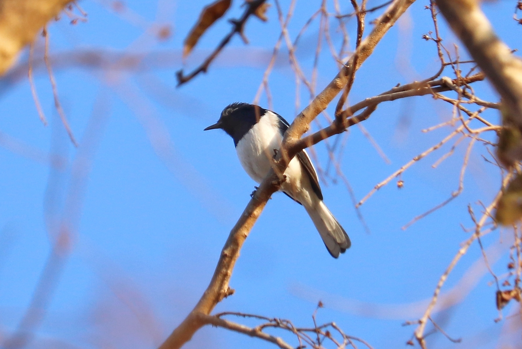 Oriental Magpie Robin